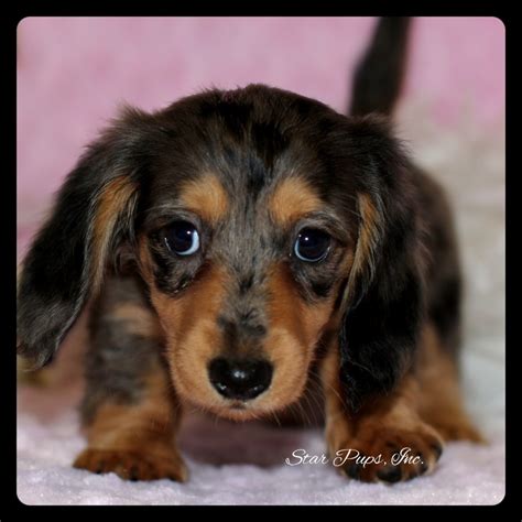 Dachshund F Merle – Sold | Star Pups