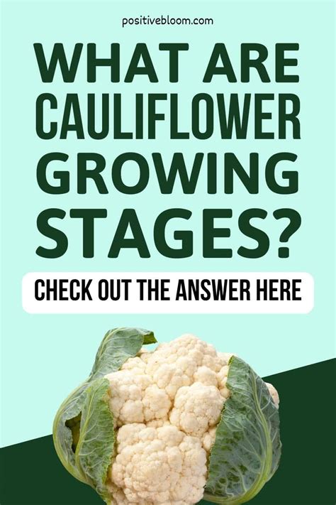 What Are Cauliflower Growing Stages? Check Out The Answer Here