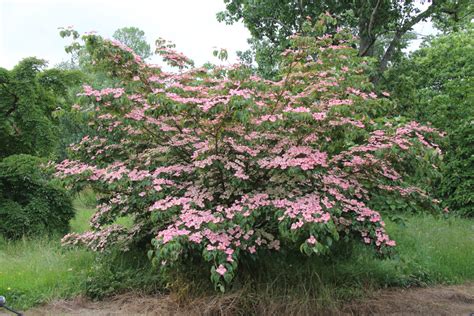 Cornus kousa ‘Miss Satomi’ | Pan Global Plants