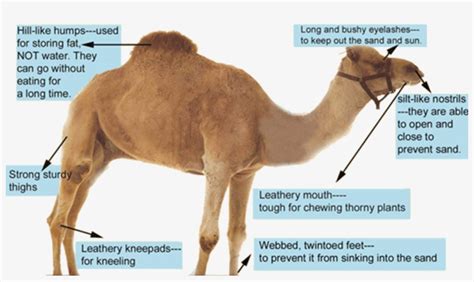 Camel Anatomy - Anatomical Charts & Posters