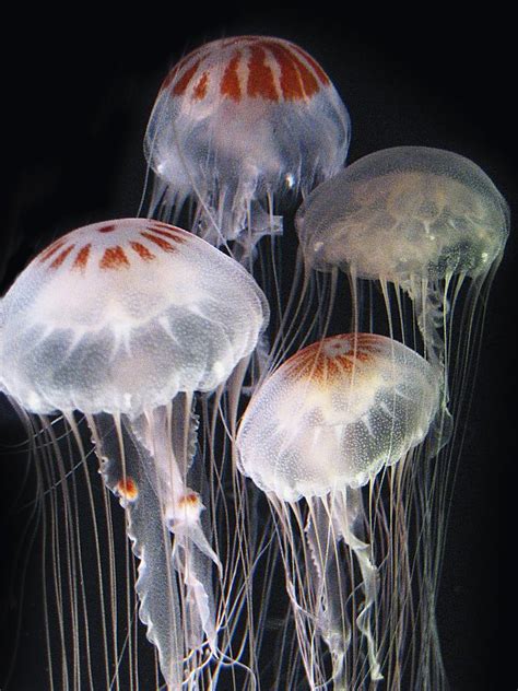 Atlantic Sea Nettle | Online Learning Center | Aquarium of the Pacific