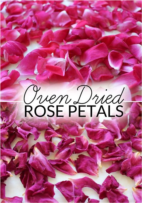 Drying Rose Petals | Rose petals, Dried rose petals, Drying roses