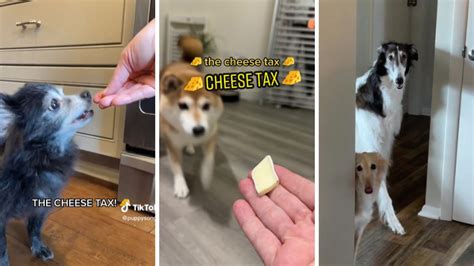 TikTok’s ‘Cheese Tax’ Song Is Now a Permanent Fixture in the Internet’s Consciousness