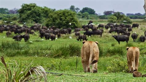 Lions hunting buffalo as seen on Planet Earth 2 - Aardvark Safaris