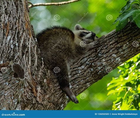 Baby raccoon sleepy time. stock image. Image of nocturnal - 126050583