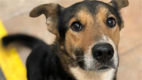 Edmond Animal Shelter closes to public | KOKH