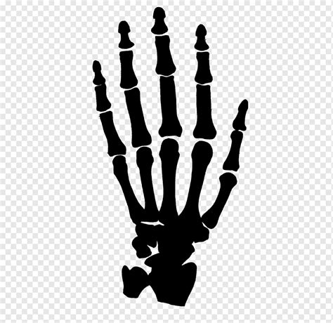 Skeleton hand illustration, Human skeleton Hand, bones, bones, anatomy, silhouette png | PNGWing