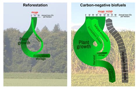 Biomass Vs Fossil Fuels