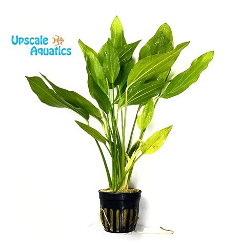 Aquarium Plants – Upscale Aquatics