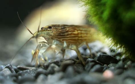 Bamboo Shrimp - Habitat, Care, Feeding, Tank Size, Breeding - AquariumNexus