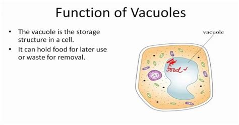 What Is The Function Of Vacuole In A Plant Cell? - The Gardeners World