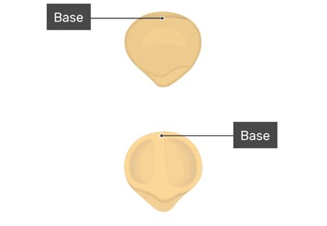 Patella Bone Diagram