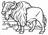 Bison Coloring Page sketch template