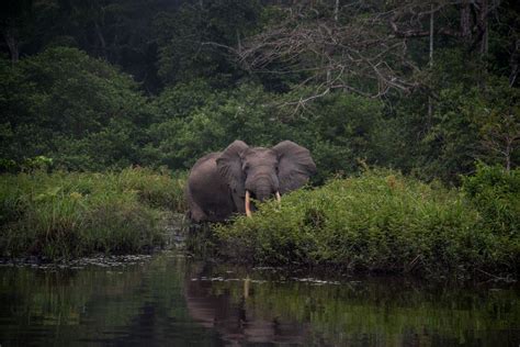 Africa’s elephants at increasing extinction risk from poaching and ...