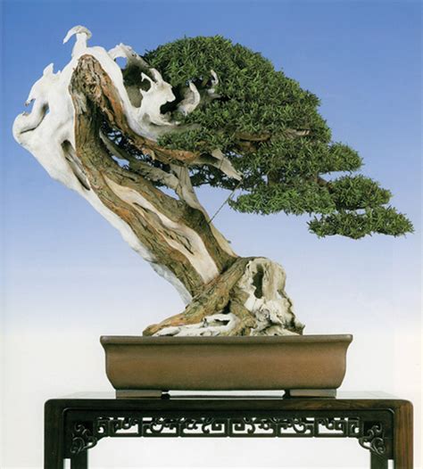 Master Bonsai Magician | Bonsai Bark