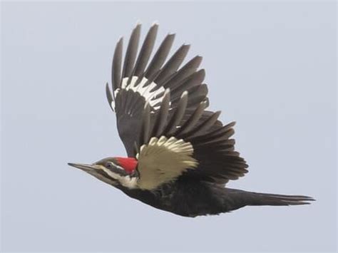 Pileated Woodpecker Wings