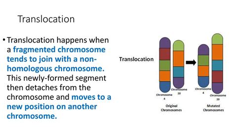 The mechanism of chromosome, gene mutation. The theory of mutation of Hugo De Vries - online ...