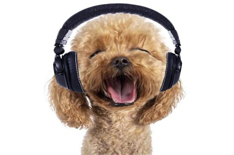 Dog with headphones