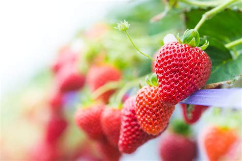 How To Grow DIY Hydroponic Strawberries | Horticulture.co.uk