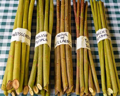 Coppicing basketry willow - Willow BasketmakerWillow Basketmaker