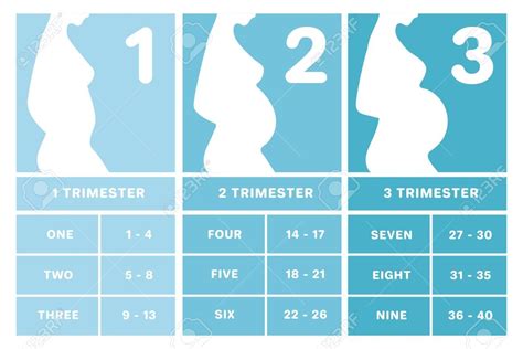 Pregnancy Trimesters Weeks Chart Calendar Template 2022 | Labb by AG