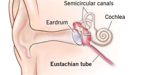 Eustachian tube – anatomy, meaning, symptoms and treatment of diseases of the Eustachian tube ...