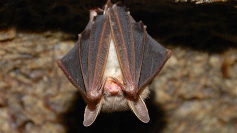 WSU researchers study COVID-like virus found in bats | kgw.com