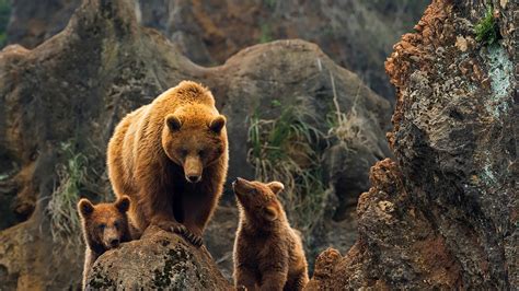 A female of brown bear with two cubs, Cabárceno, Cantabria, Spain | Windows Spotlight Images