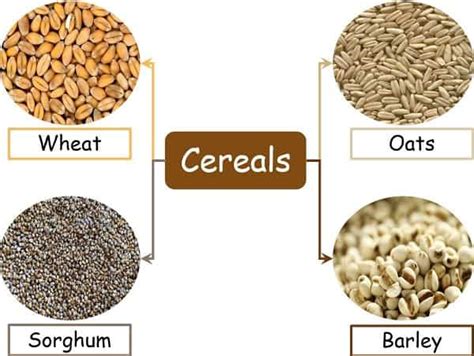 Difference Between Cereals and Pulses (with Comparison Chart) - Bio Differences