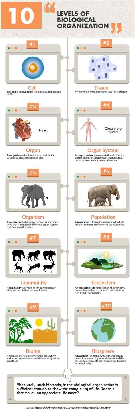 Levels Of Biological Organization Worksheet – Imsyaf.com