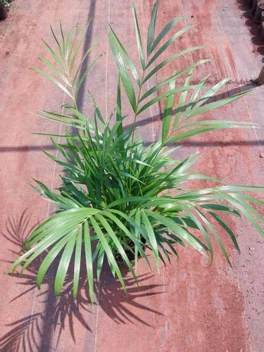 To Purify Air Well Watered Areca Palm Indoor Plant at Rs 125/piece in ...