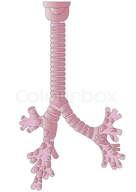 Vector human body a trachea | Stock vector | Colourbox