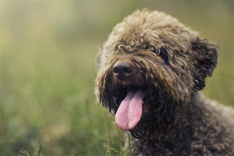 Il Lagotto Romagnolo, il re del tartufo