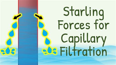 Fluid Filtration Across Capillaries: Starling Forces