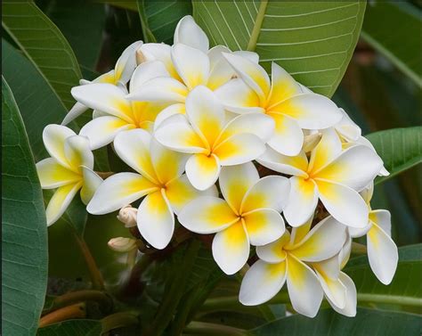 22 best Fiji Flowers images on Pinterest | Fiji, Fiji islands and ...