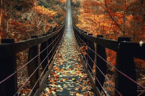 nature, Photography, Landscape, Fall, Bridge, Wooden surface, Leaves ...