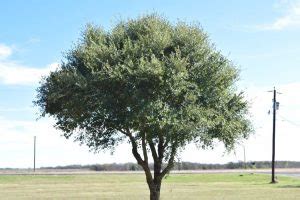 Texas live oak | Major Tree Farm