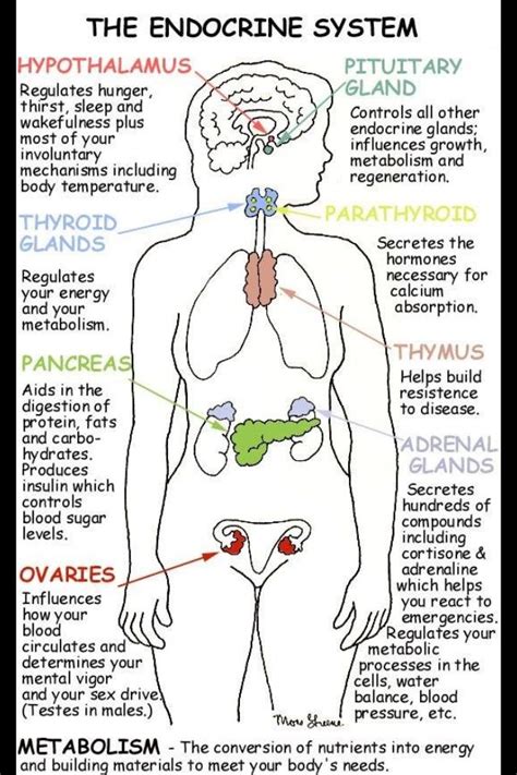 Diagram Of The Endocrine System And Their Functions Endocrin