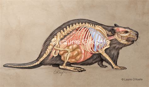 Medical Artist & Biological Illustrator - Anatomy Drawings by Laurie O ...