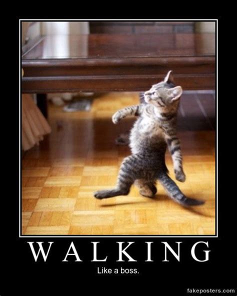 Walking - Demotivational Poster | Funny pictures, Funny animals, Funny ...