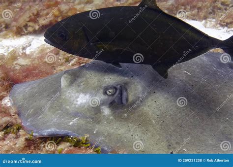 A Southern Stingray (Hypanus Americanus) Searching for Food Stock Photo ...