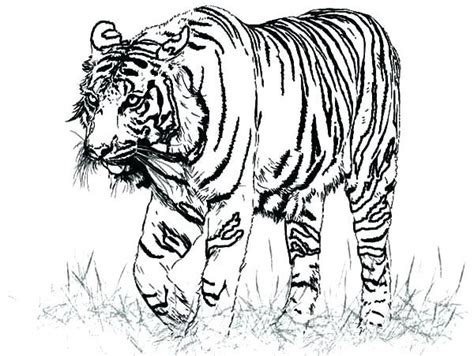 a black and white drawing of a tiger walking in the grass with it's ...