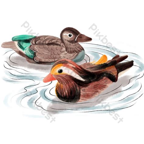 Drawing Antique Mandarin Duck Illustration | PSD PNG Images Free ...