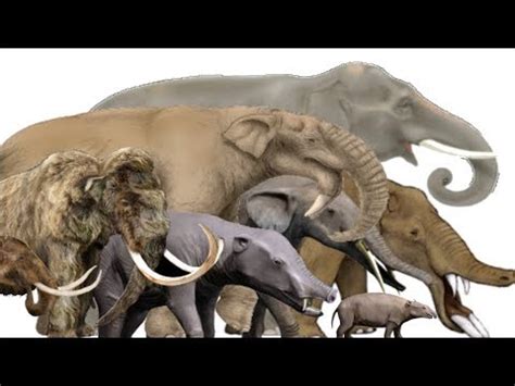 The Evolution of Elephants, Mammoths and Mastodons - Proboscidean ...