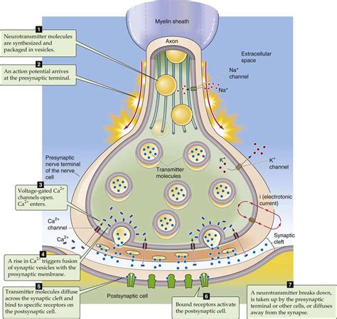 Chemical Synapse Diagram