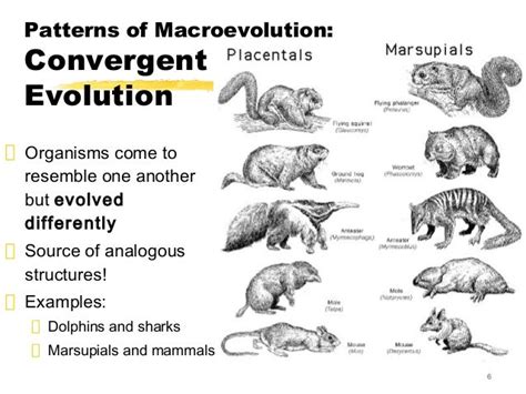 Bio 163 patterns of evolution and genes lmk 2013