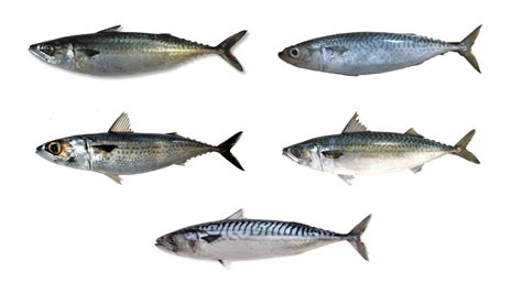 Species Of Mackerel (Genus Scomber) Mackerels With Their, 55% OFF