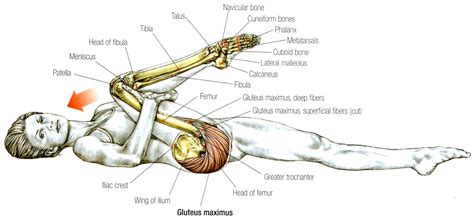 Gluteus-Maximus stretch | Yoga anatomy, Baby boomer fitness, Muscle anatomy