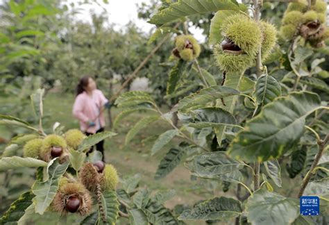 Sibuk Petik Buah Berangan di Timur Hebei