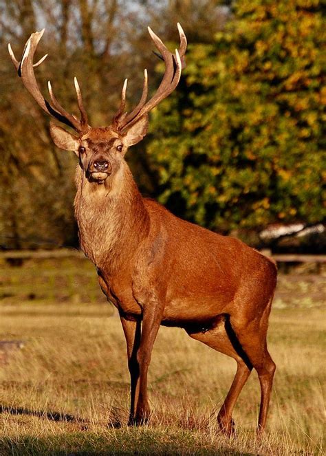 Image result for stag deer | Deer pictures, Deer photography, Deer photos